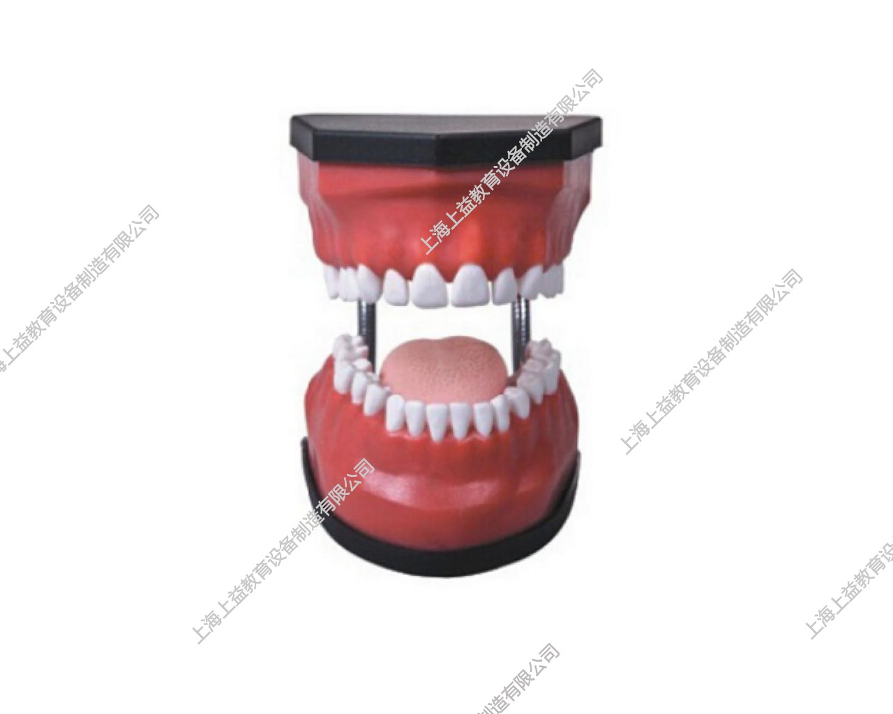 NM2182	豪华型牙护理保健模型（32颗牙,可脱卸）