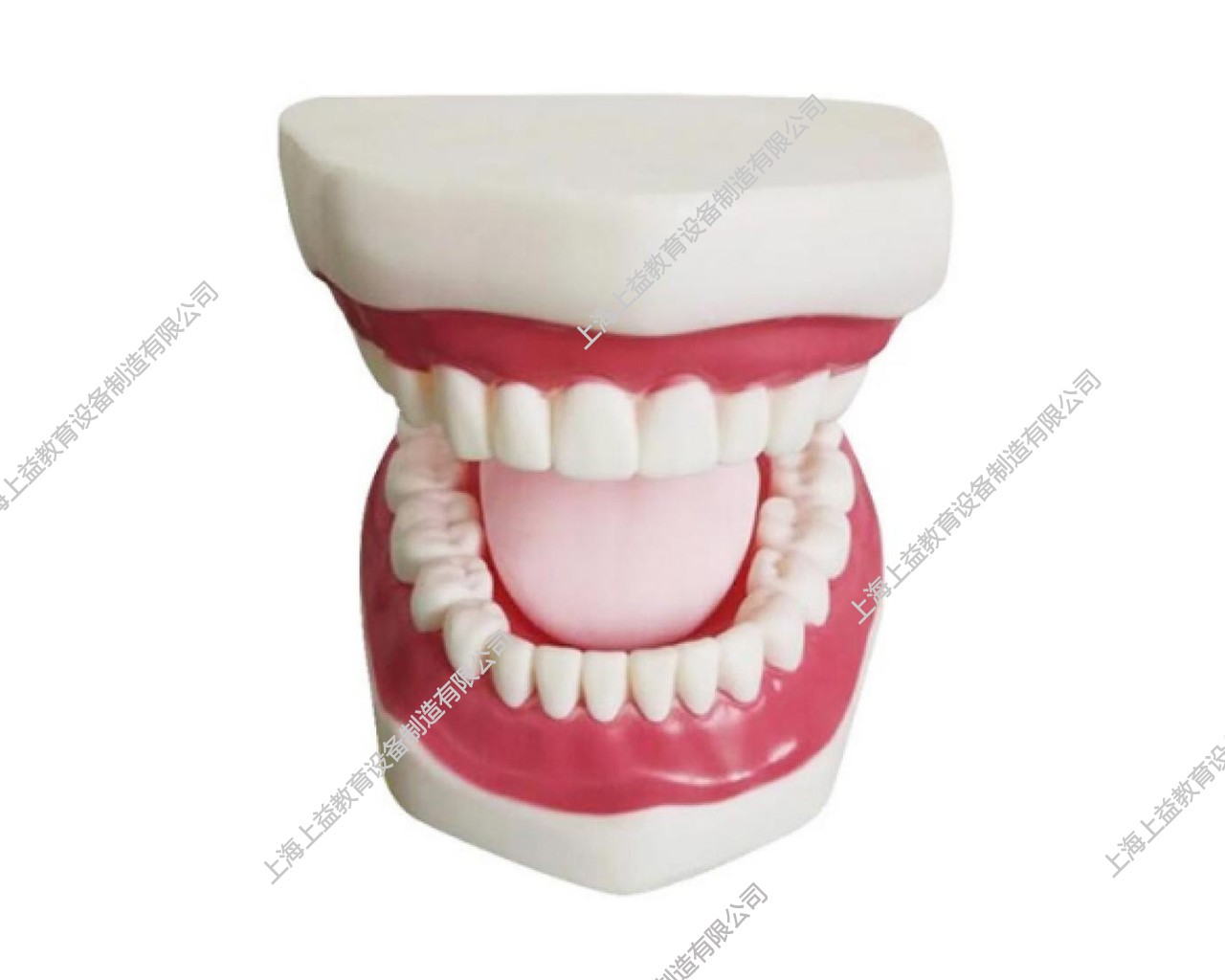 NM2277	正常大小口腔护理操作模型（带舌）