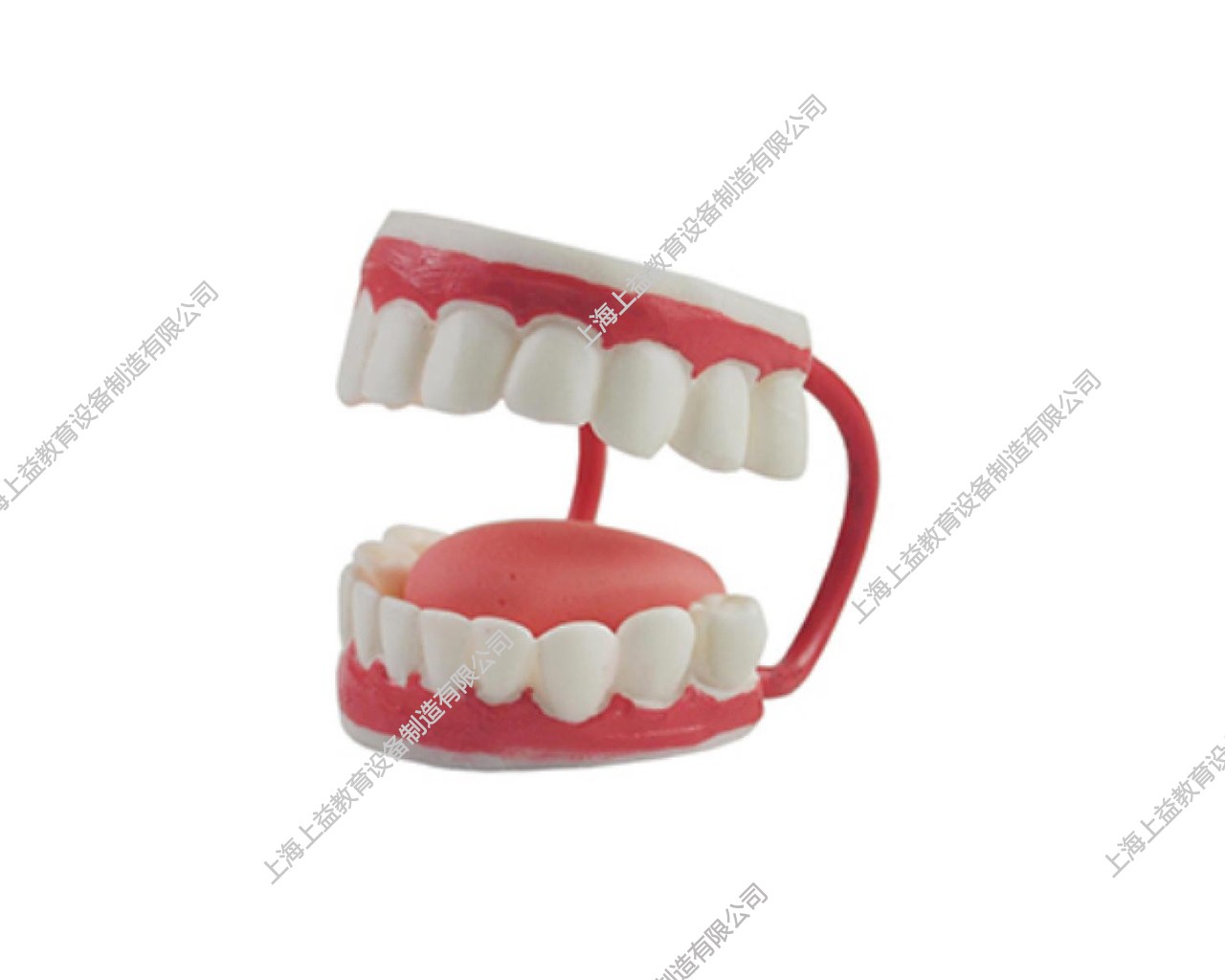 PD5140 儿童牙护理保健模型